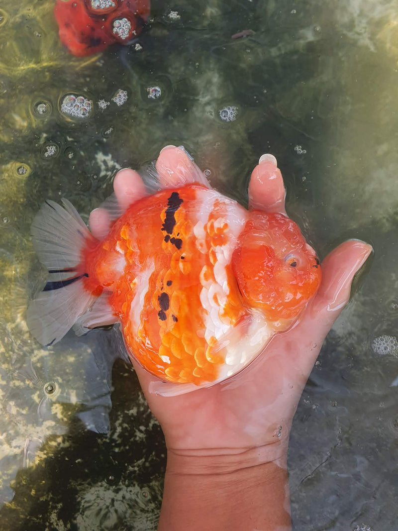 Thai Jumbo Sakura Yuanbao Oranda 4.50 inch Body (CRP-JO1045)