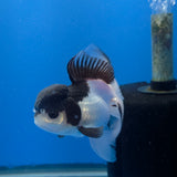 Thai Oranda Panda 3.00" Body Female (FEB-755)R2B07