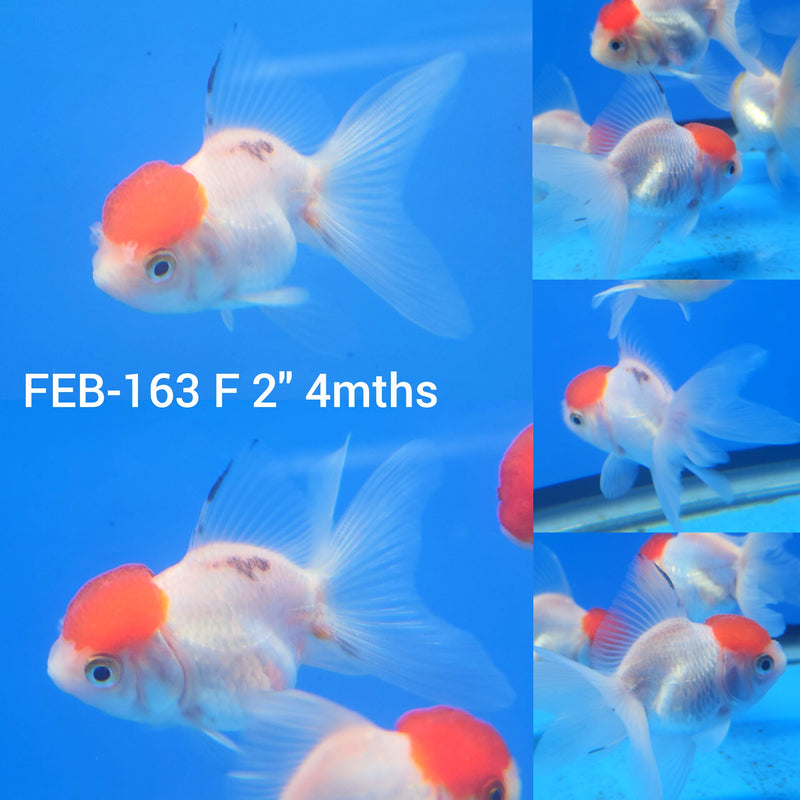 Thai Oranda White Red Cap 2” Body Female (FEB-163)R3A09