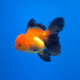 Thai Oranda Apache 3.5" Body Female (FEB-767)R2B07