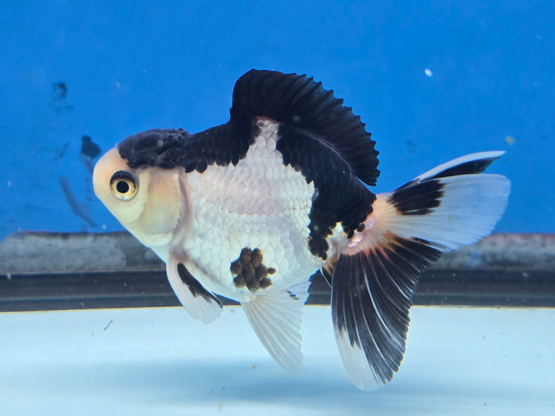 Thai Panda Orchid Tail Medium Breed Oranda 2.50 inch Body Male (NNN-1926)R4B01