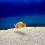 Thai Ranchu Gold Calico Body 3in Female (FEB-495)R3B10