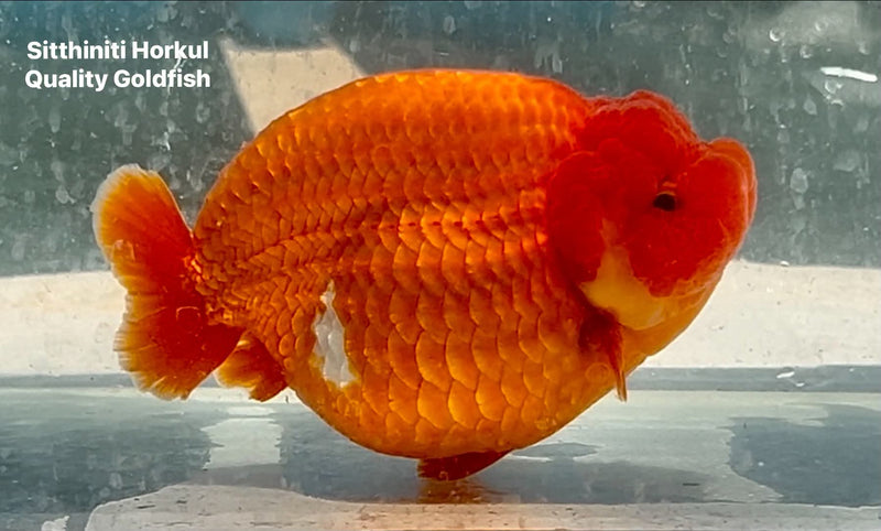 Thai Jumbo Competition Grade Red Ranchu 4.75 inch Body (QGF-JO1185)