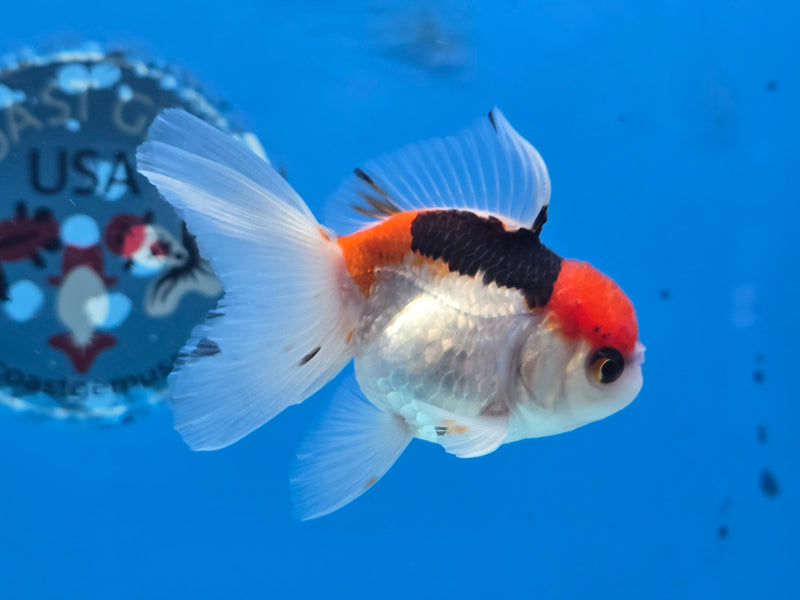 Thai Tri Color Oranda 2.50 inch Body Female (NNN-2073)R4B02