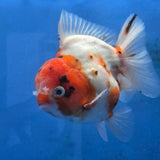 Thai Oranda Red Cap Tri color Sakuda Godzilla 4 inch Body male (G-FEB-112)BlueTubB