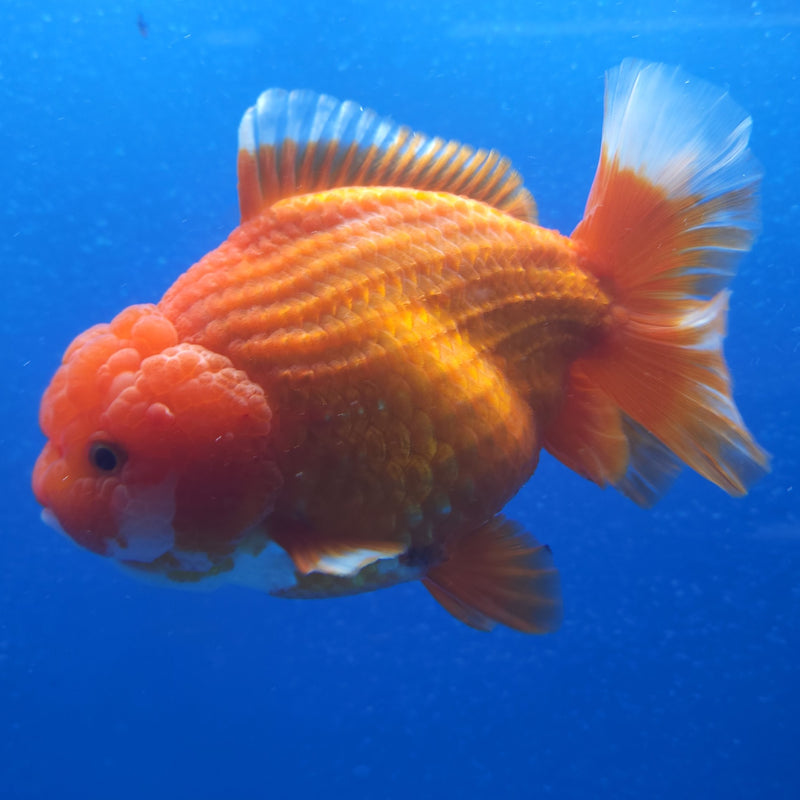 Thai Jumbo Oranda Red & White 4in Female (FEB-223)BLUETUB2