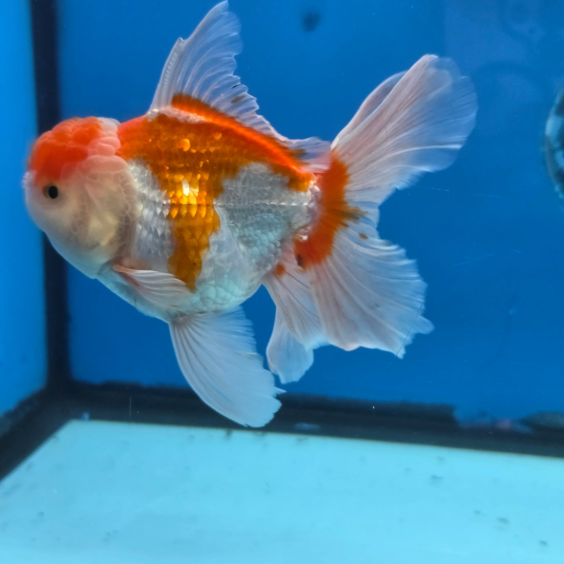 Thai Oranda Lemon Head Red and White 4" Body male 9mths(FEB-576)R2A02