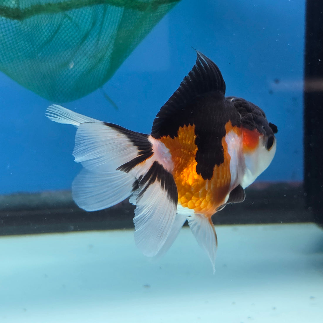 Thai Oranda Tri Color Short body breed 2.5" Body Female 6mths(FEB-561)R3B22