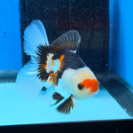 Thai Oranda Tri Color 3 in Body Male (FEB-522)R3A07