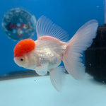 Thai Oranda Red & White 3.5” Female(FEB-712)R1A07