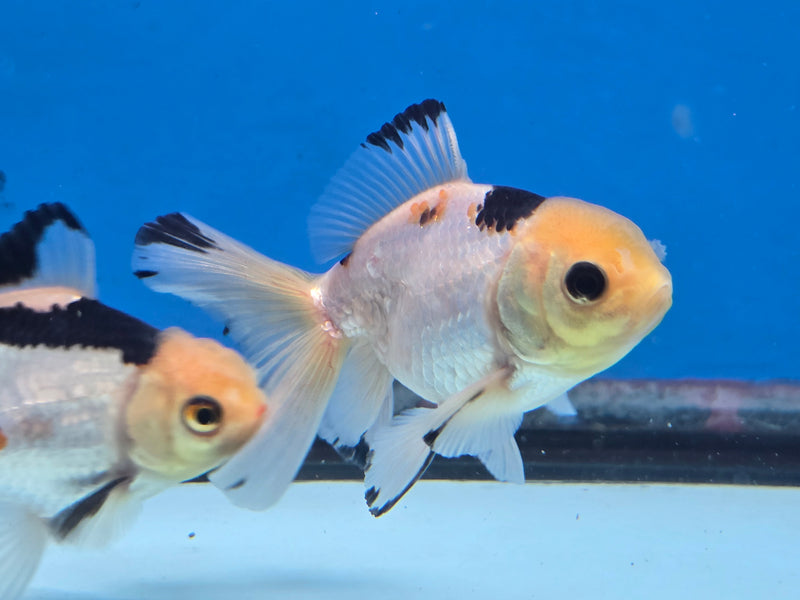 Thai Panda Orchid Tail Medium Breed Oranda 2.50 inch Body Male (NNN-1927)R4B03