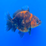 Thai Oranda Calico Sakura Shogun Farm 3" Body Female (FEB-828)R3B19