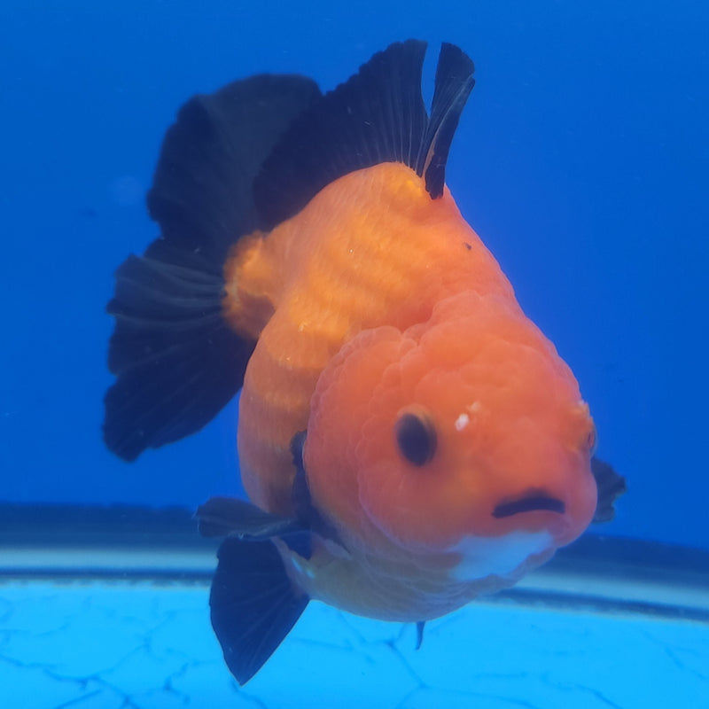 Thai Jumbo Oranda Apache 4in Female (FEB-230)BLUETUB1