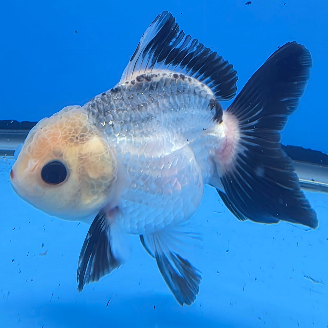 Thai Oranda Lemon Head Panda Jumbo Breed 2.8" Body Female 6mths(FEB-544)