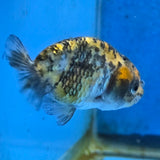 Thai Ranchu Tiger 2.50" Body Female (FEB-867)R2B02