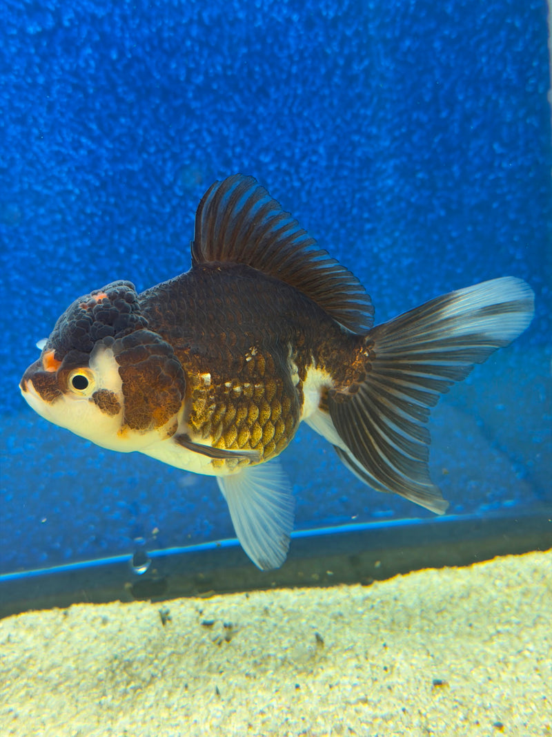 Thai Oranda Panda 2.5in Female (FEB-476)R3A13