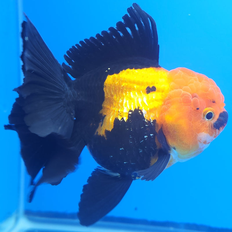 Thai Oranda Apache JUMBO  4.5” Body Female(FEB-380)R2B11