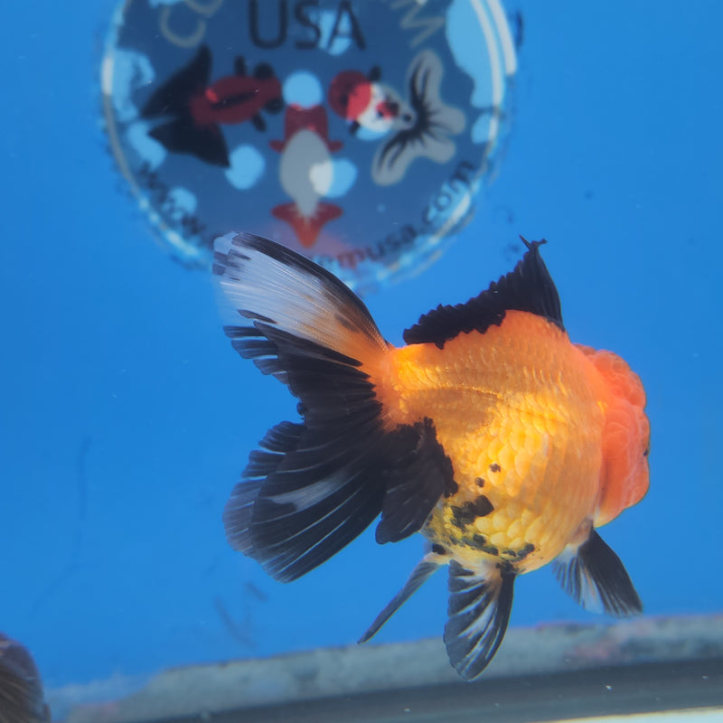 Thai Oranda Apache-Tri 2.5 F (FEB-182)R3A07