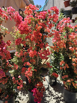 Bougainvillea Orange in a 5 gallon pot on pole 4 ft tall