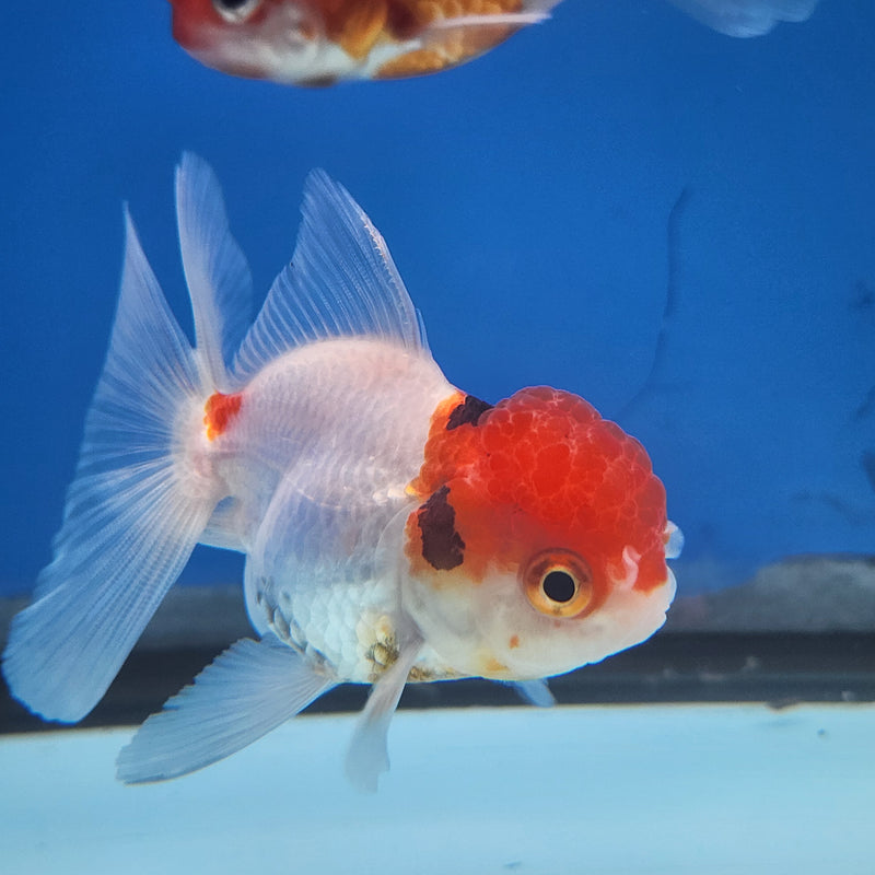 Thai Oranda Panda Red Cap Tri-Color 2” Body Female (FEB-175)R3A08