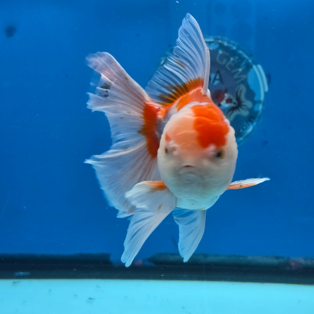 Thai Oranda Lemon Head Red and White 4" Body male 9mths(FEB-576)R2A02