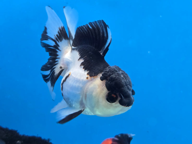 Thai Panda Oranda 2.50 inch Body Female (NNN-2074)R4B06