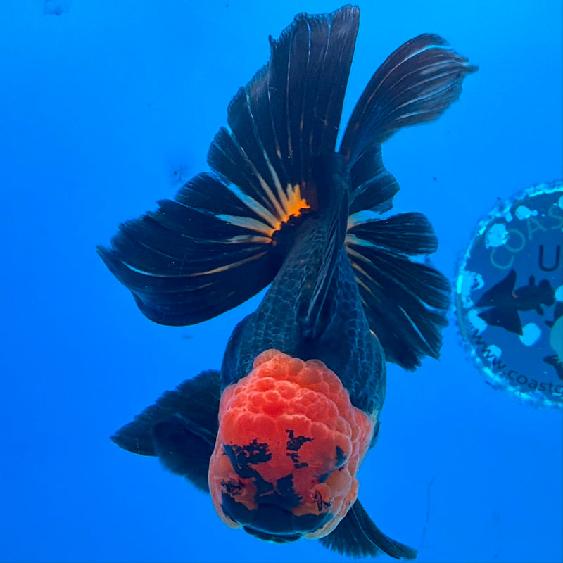 Thai Oranda Apache Male 3.5 in (FEB-454)BLUETUBA