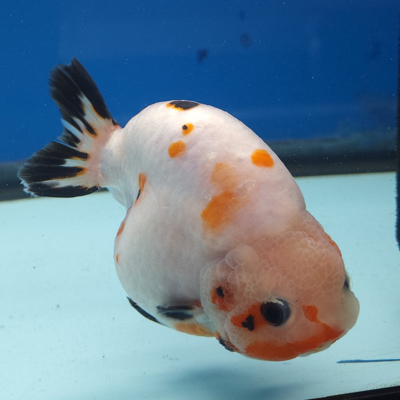 Chinese Ranchu White Cow 4in Male (FEB-328)R2B02