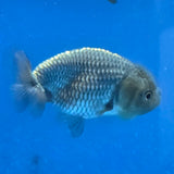 Thai Ranchu Silver 2.50" Body Female (FEB-869)R2B02