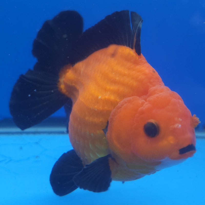 Thai Jumbo Oranda Apache 4in Female (FEB-230)BLUETUB1