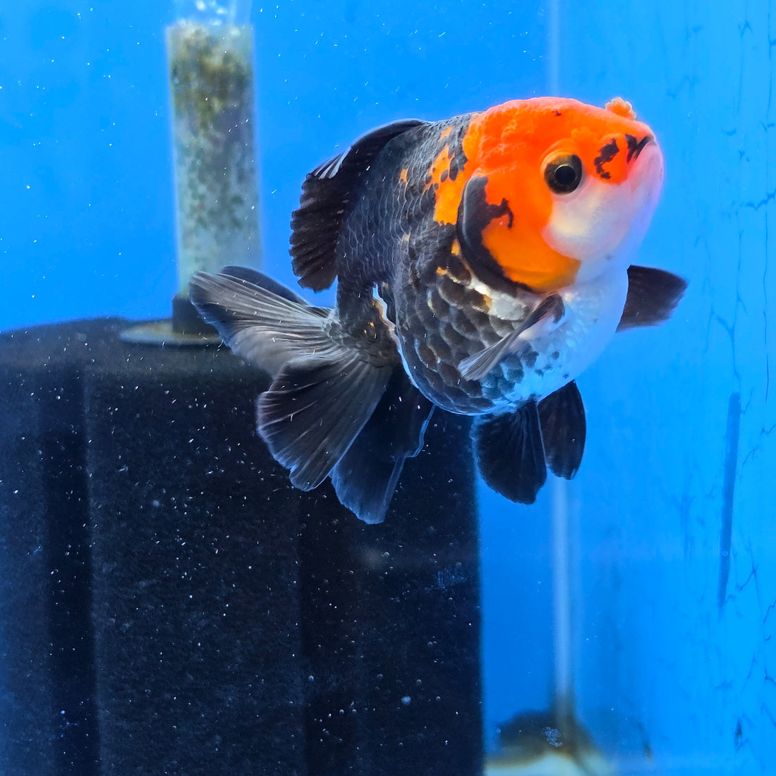 Thai Oranda Tri-Color Godzilla style 2.75" Body Female (FEB-741)R2B01