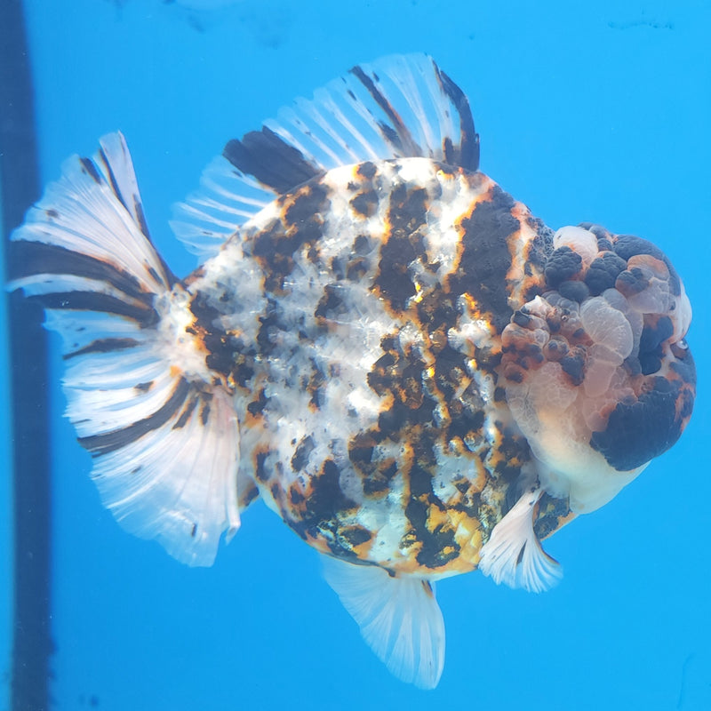 Thai Jumbo White Tiger Orchid Tail Oranda by NK THAILAND 5.00 inch Body (NKT-FEB-376)