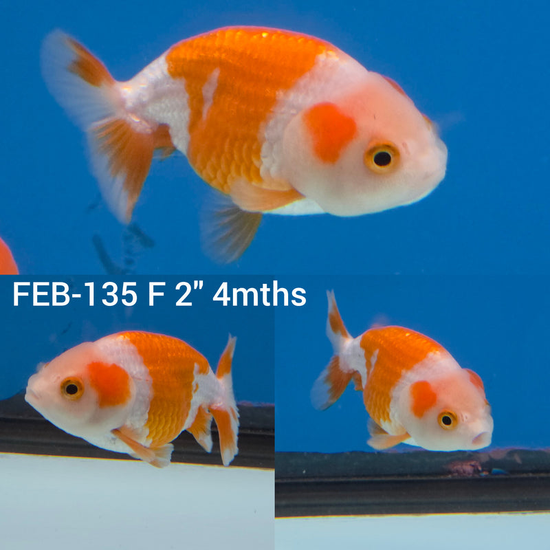 Red & White Ranchu 2” Body Female (FEB-135)R3B09