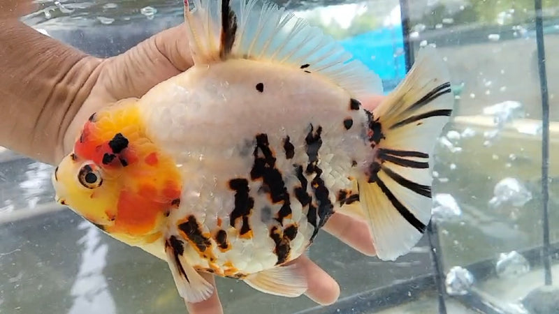 Thai Jumbo Calico Orchid Tail Oranda by NK THAILAND 5.00 inch Body (NKT-JO2034)