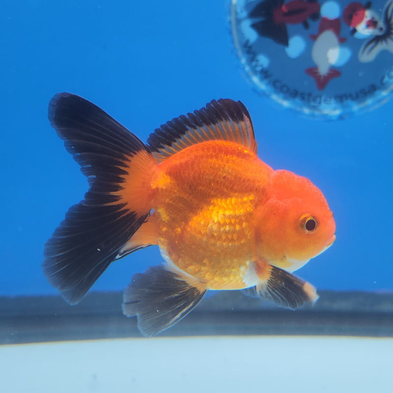 Thai Oranda Tri-Color 2.5in Female (FEB-200)R3B07