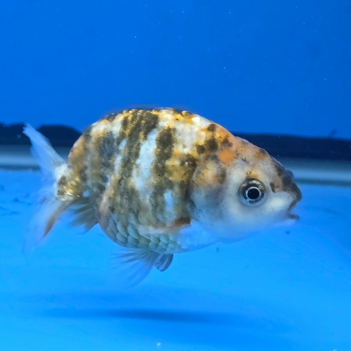 Thai Ranchu Tri Color Tiger 2.50" Body Female (FEB-812)R2B05