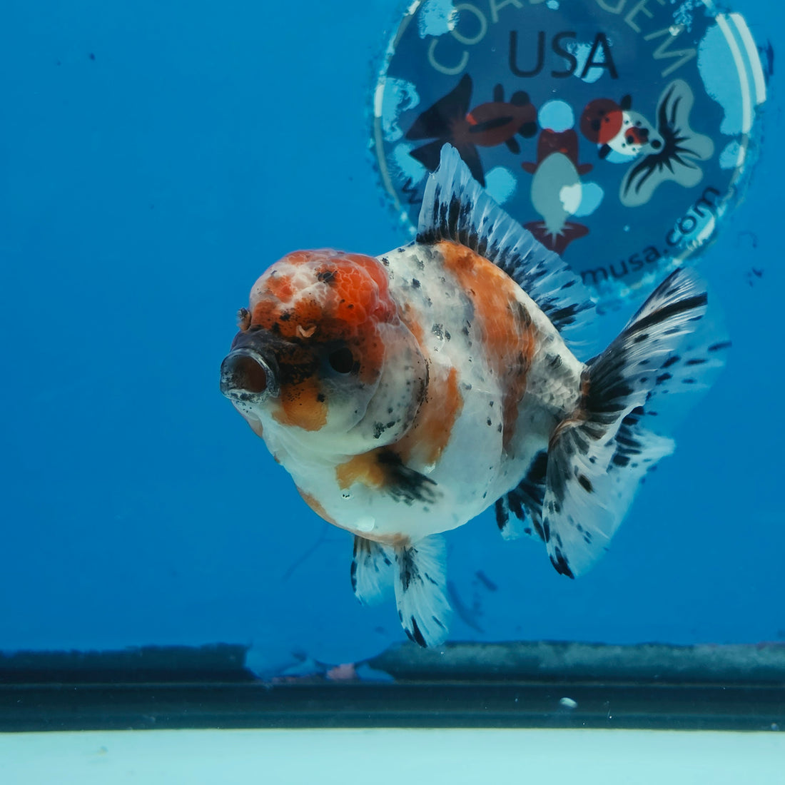 Thai Oranda Calico Shogun Farm 3.5" Body Female 8mths(FEB-558)R3A02