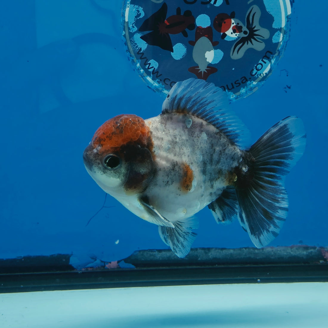 Thai Oranda Blue Calico Shogun Farm 3.5" Body Female 8mths(FEB-557)R3A02