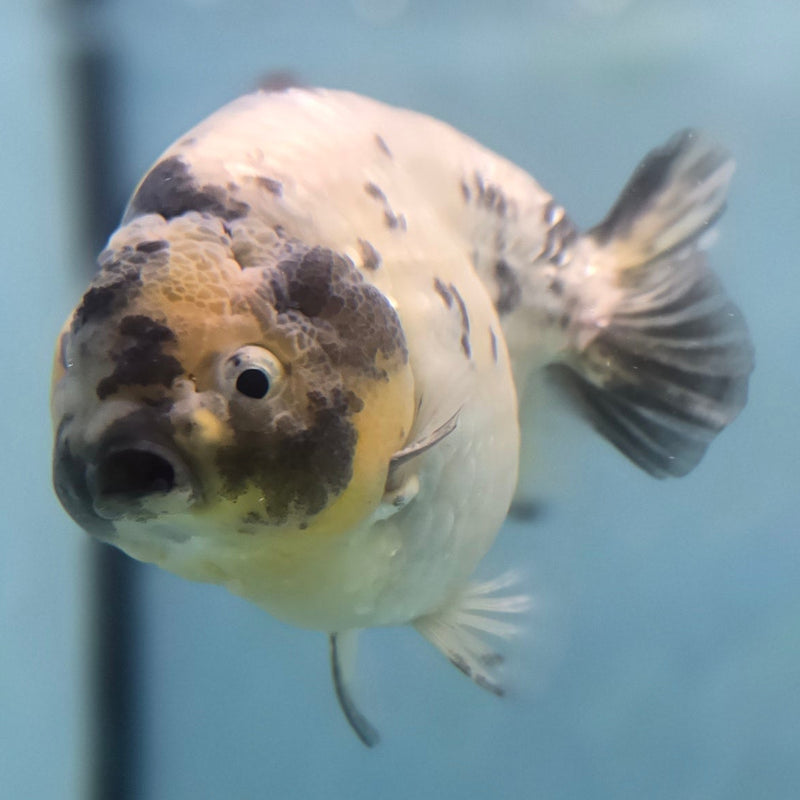 Thai White Tiger Ranchu 3.5" Male (CK-091)SHOWTANK