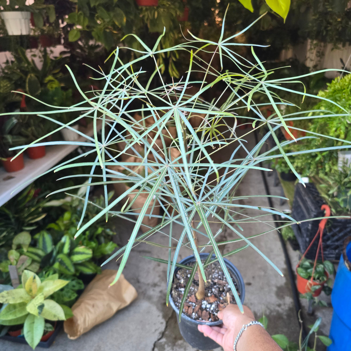 Brachychiton australis in 1 gallon pot 25"-30" tall
