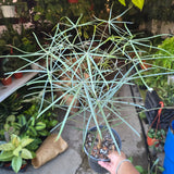 Brachychiton australis in 1 gallon pot 25"-30" tall