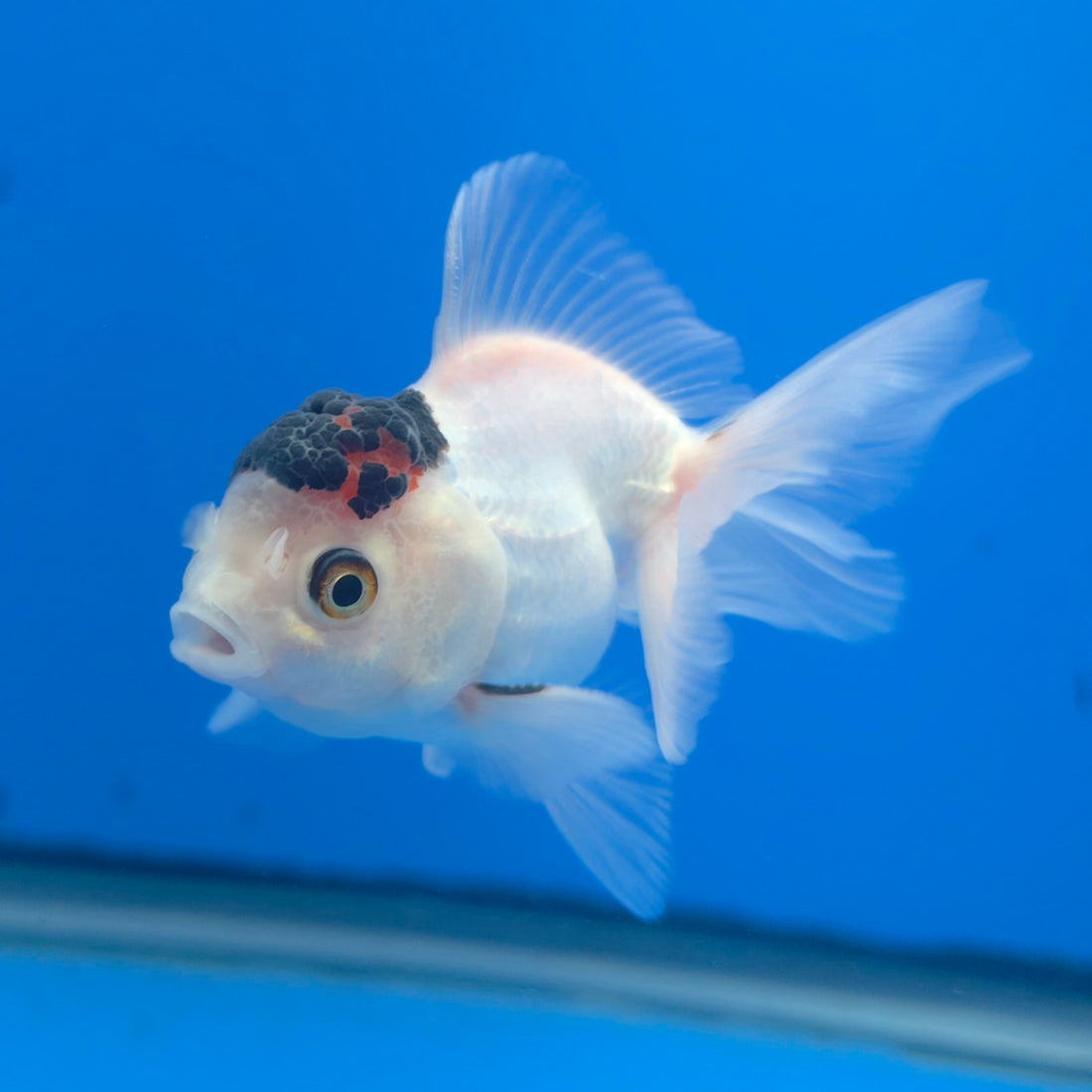 Thai Oranda Black Cap Panda 2in Female (FEB-552)R3B17