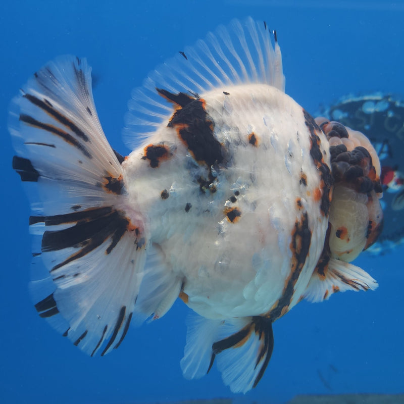 Thai Jumbo White Tiger Orchid Tail Oranda by NK THAILAND 5.00 inch Body (NKT-FEB-368)
