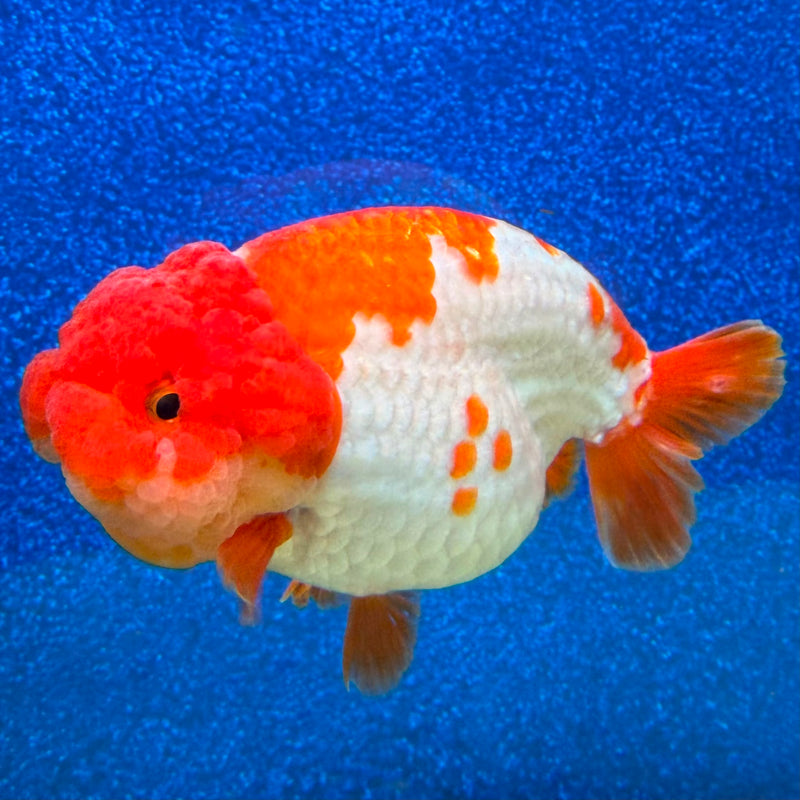 Thai Ranchu Red & White 4in Female (FEB-463)BLUETUBA
