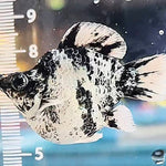 High Grade Zebra Balloon Molly (Poecilia sphenops)