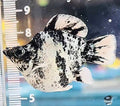 High Grade Zebra Balloon Molly (Poecilia sphenops)