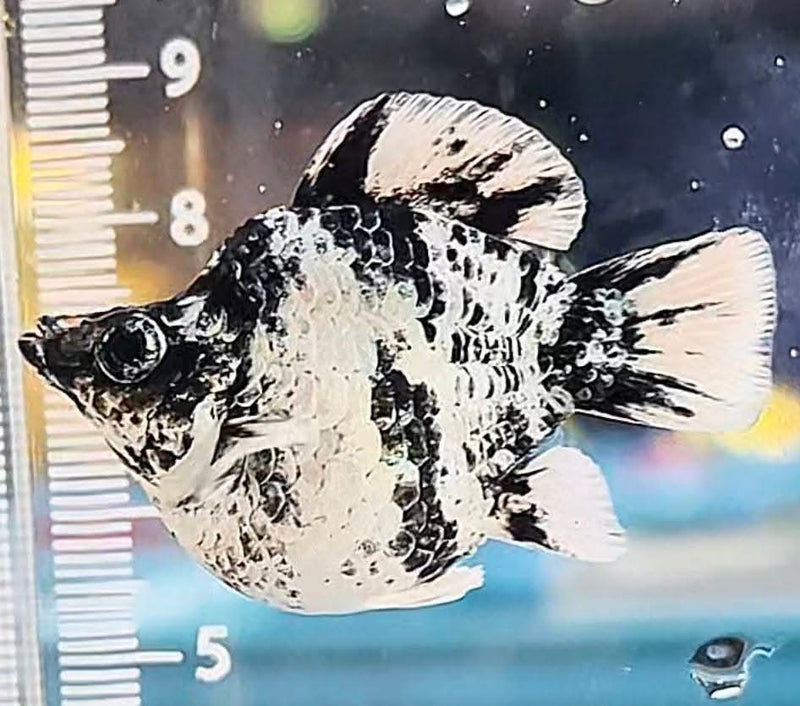 High Grade Zebra Balloon Molly (Poecilia sphenops)