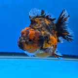 Thai Oranda Red Red Kirin Godzilla 4 inch Body Female (G-FEB-111)BlueTubB