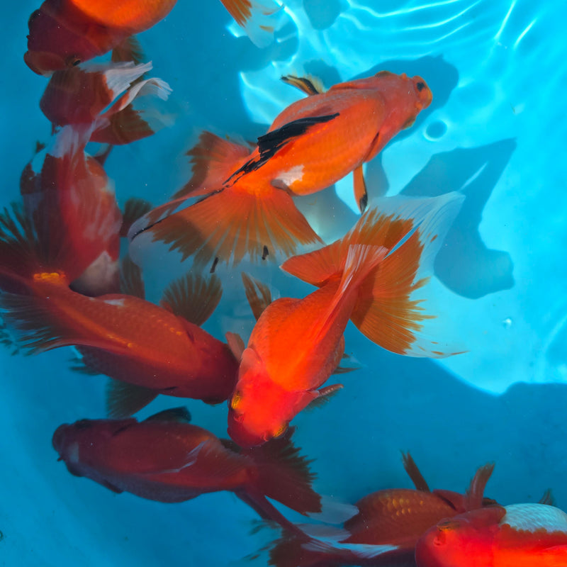 China Red/White Broadtail Ryukin 3.00 inch Body (CGF)