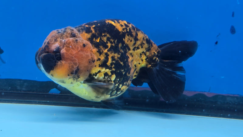 Thai Calico Red Tiger 4.00 inch Body Male (CK-066)R1A12